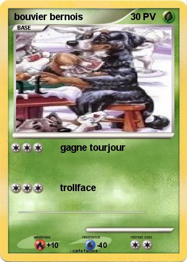 Pokemon bouvier bernois