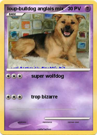 Pokemon loup-bulldog anglais mix