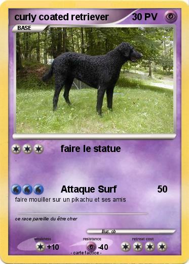 Pokemon curly coated retriever