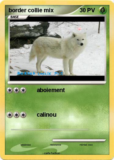 Pokemon border collie mix