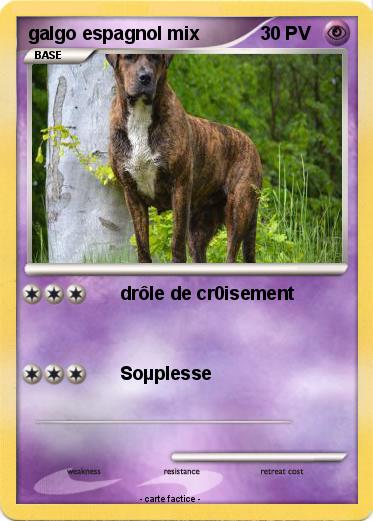 Pokemon galgo espagnol mix