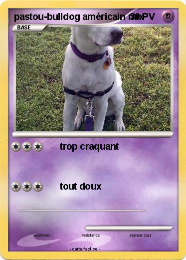 Pokemon pastou-bulldog américain mix