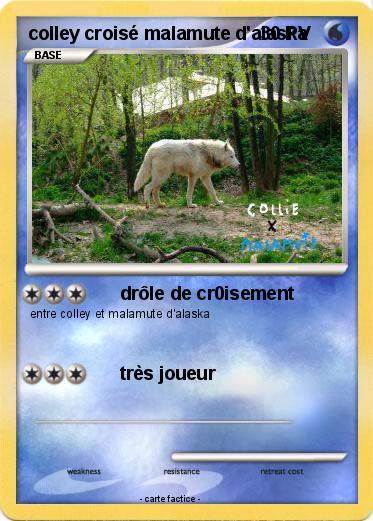 Pokemon colley croisé malamute d'alaska