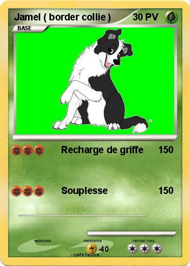 Pokemon Jamel ( border collie )