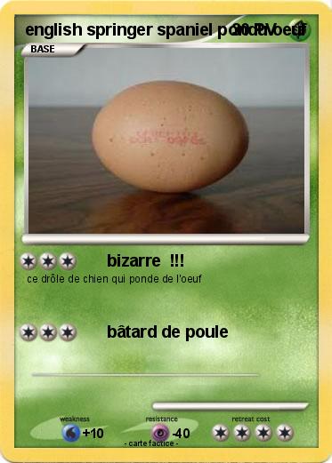 Pokemon english springer spaniel pondu oeuf