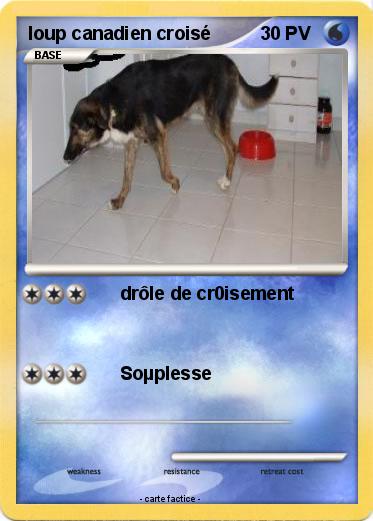Pokemon loup canadien croisé
