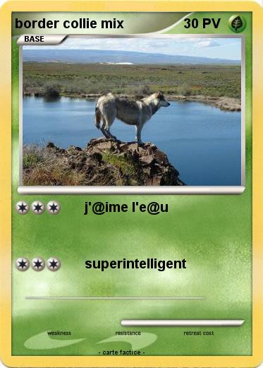 Pokemon border collie mix