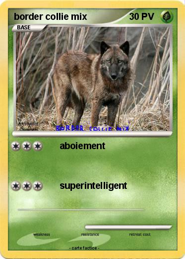 Pokemon border collie mix