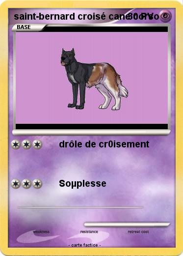 Pokemon saint-bernard croisé cane corso