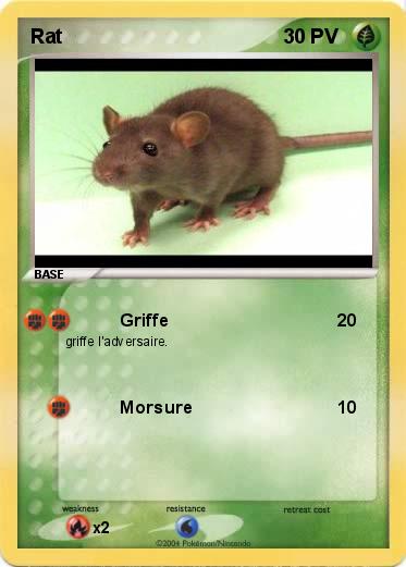 Pokemon Rat