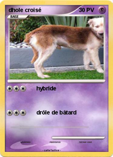 Pokemon dhole croisé