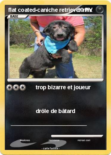 Pokemon flat coated-caniche retriever mix