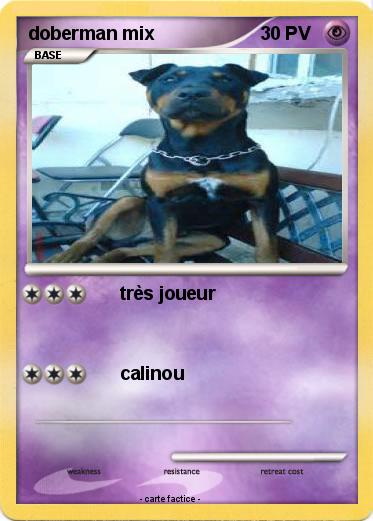 Pokemon doberman mix