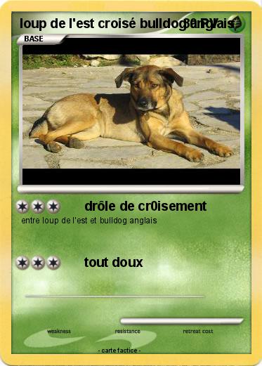 Pokemon loup de l'est croisé bulldog anglais