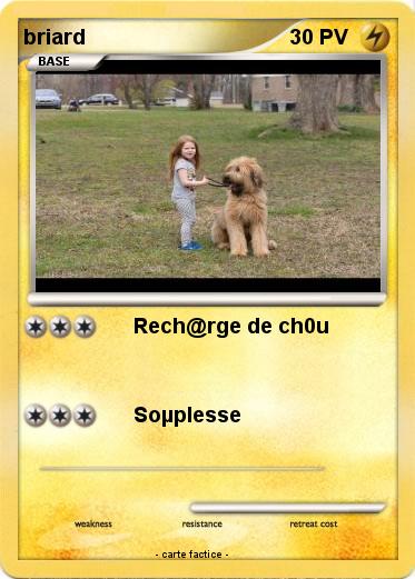 Pokemon briard