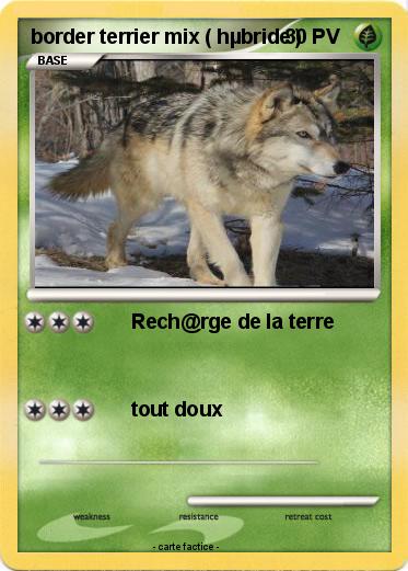 Pokemon border terrier mix ( hµbride )