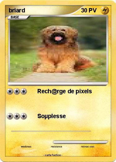 Pokemon briard