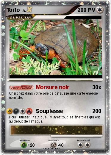 Pokemon Torto