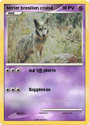 Pokemon terrier bresilien croisé