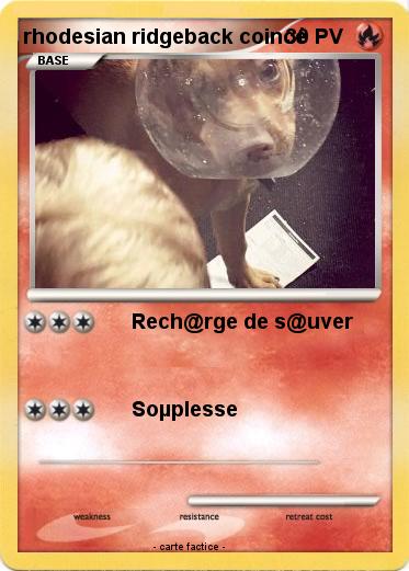 Pokemon rhodesian ridgeback coincé