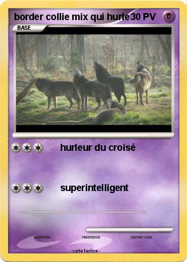 Pokemon border collie mix qui hurle