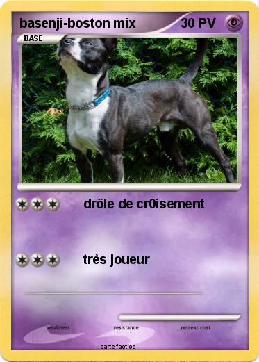 Pokemon basenji-boston mix