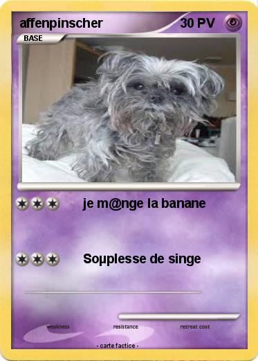 Pokemon affenpinscher