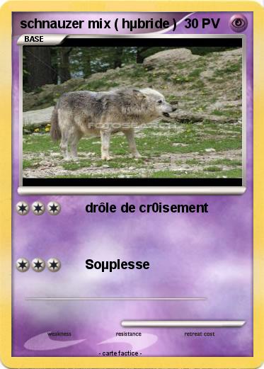 Pokemon schnauzer mix ( hµbride )