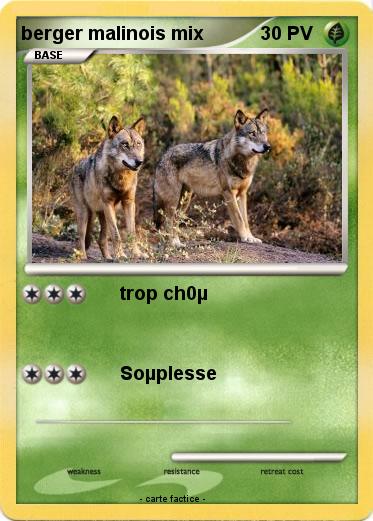 Pokemon berger malinois mix