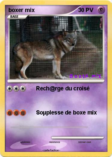 Pokemon boxer mix
