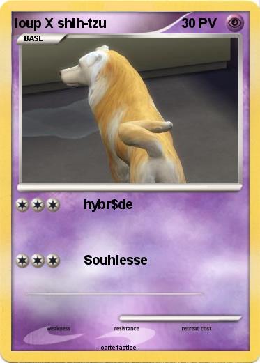 Pokemon loup X shih-tzu