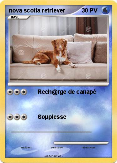 Pokemon nova scotia retriever