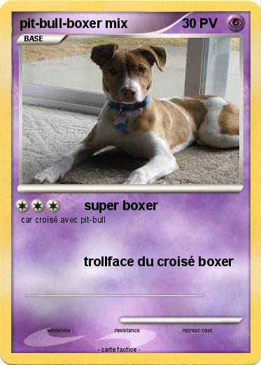 Pokemon pit-bull-boxer mix