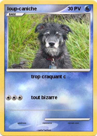 Pokemon loup-caniche