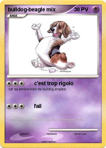 Pokemon bulldog-beagle mix