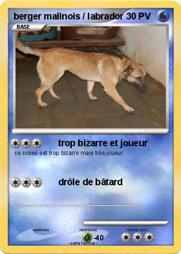 Pokemon berger malinois / labrador