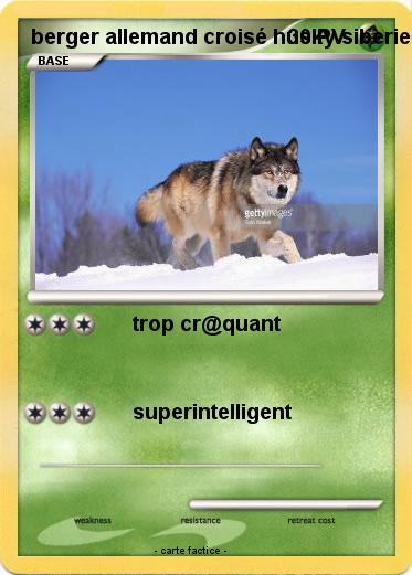 Pokemon berger allemand croisé husky siberien