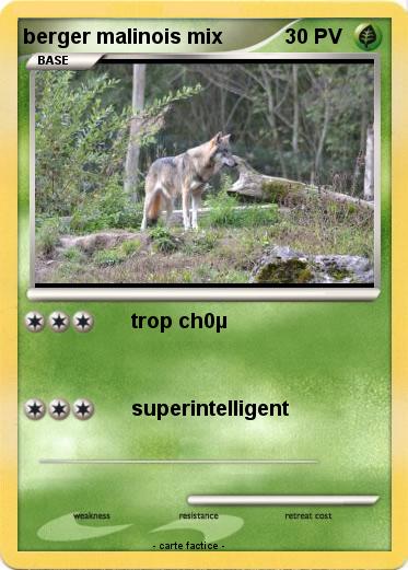 Pokemon berger malinois mix