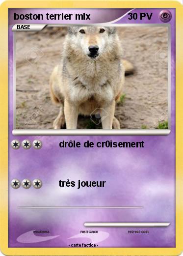 Pokemon boston terrier mix