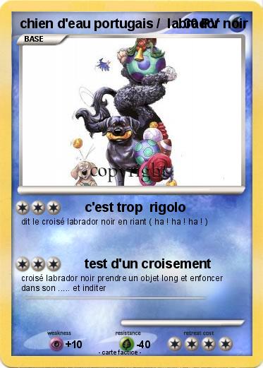 Pokemon Chien D Eau Portugais Labrador 3