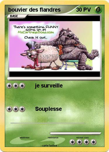 Pokemon bouvier des flandres