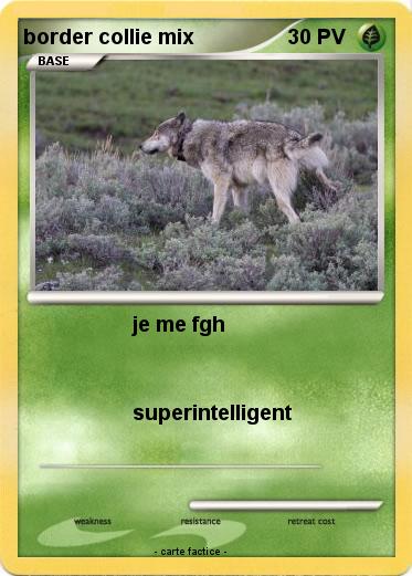 Pokemon border collie mix