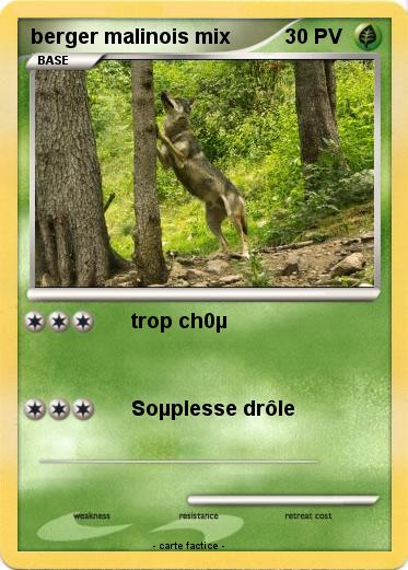 Pokemon berger malinois mix