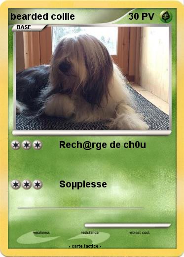 Pokemon bearded collie