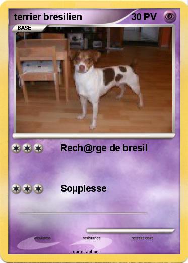 Pokemon terrier bresilien