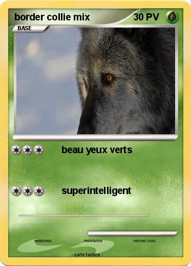 Pokemon border collie mix