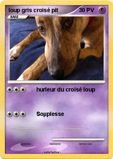 Pokemon loup gris croisé pit