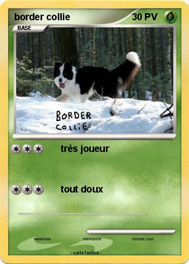Pokemon border collie