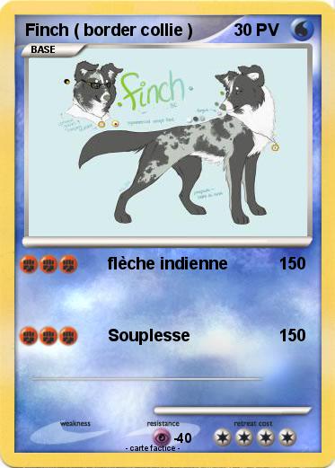 Pokemon Finch ( border collie )