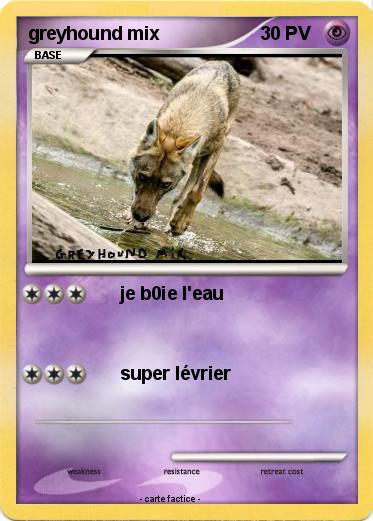 Pokemon greyhound mix